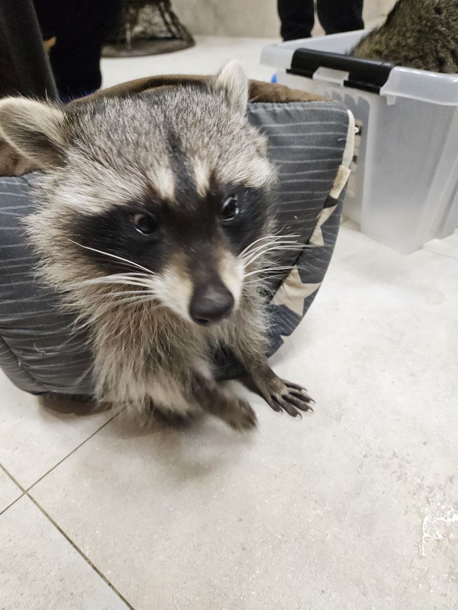 mr_fursblack's tweet photo. Raccoons! https://t.co/OgUOhszDeA