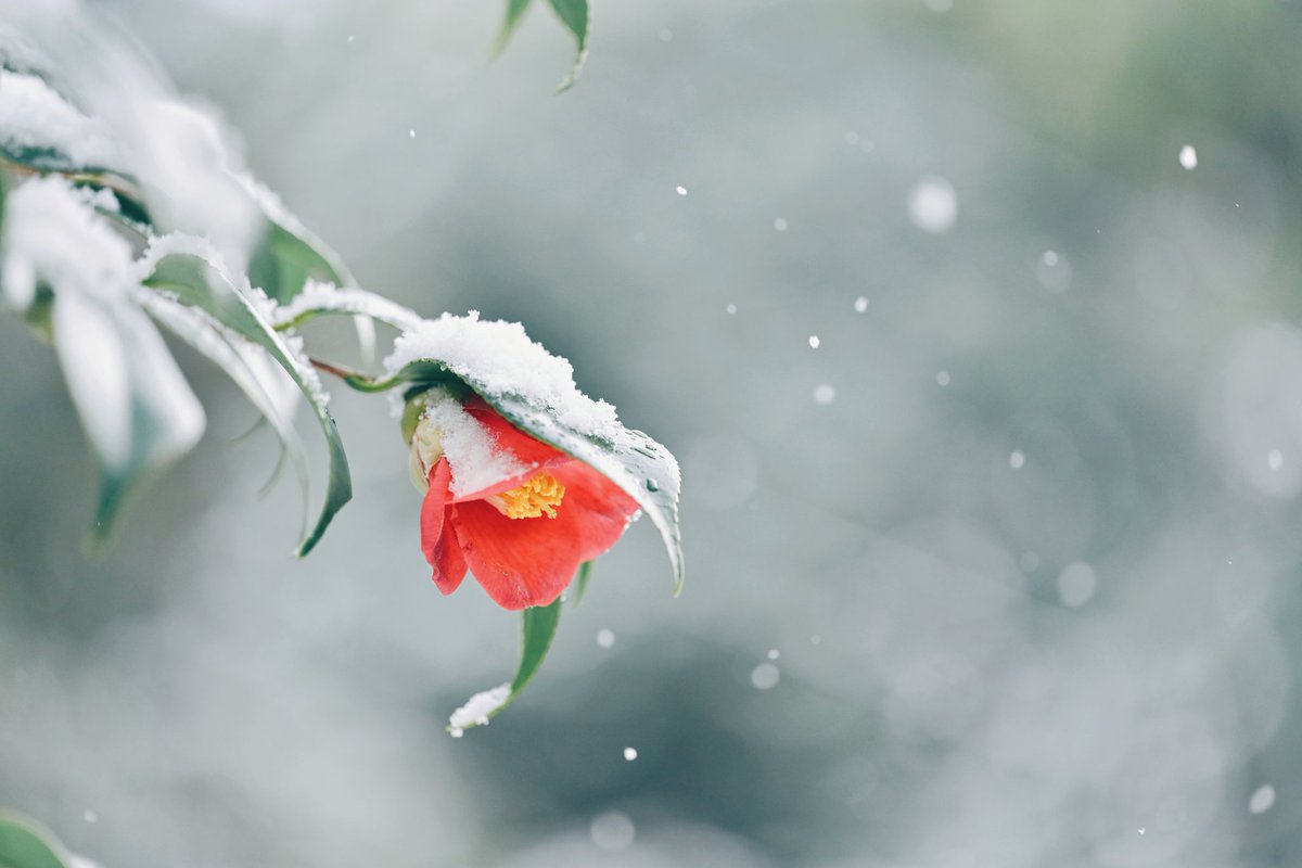 kuri_sss303's tweet image. 雪と花の時間
