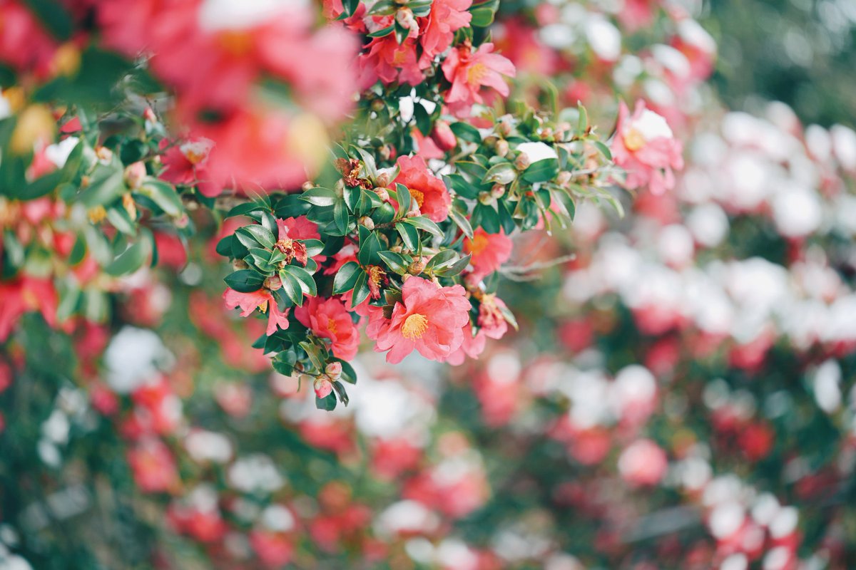 kuri_sss303's tweet image. 雪と花の時間