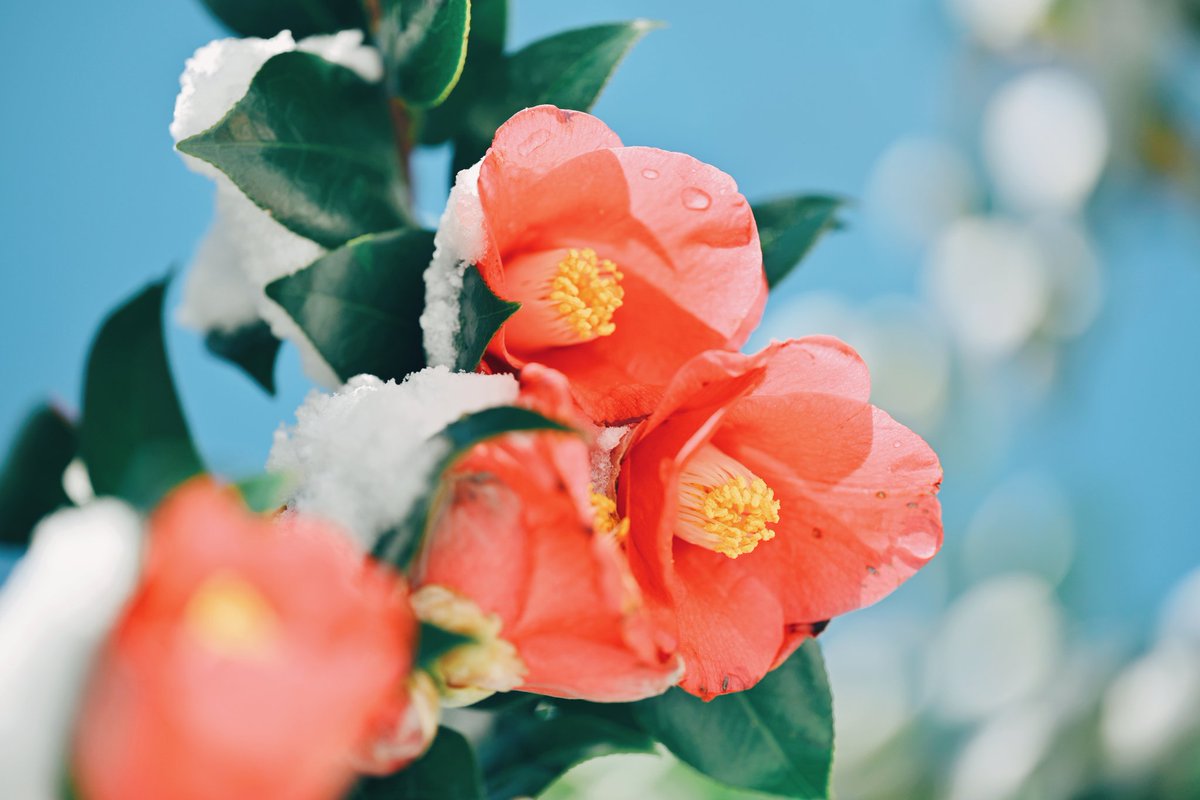 kuri_sss303's tweet image. 雪と花の時間