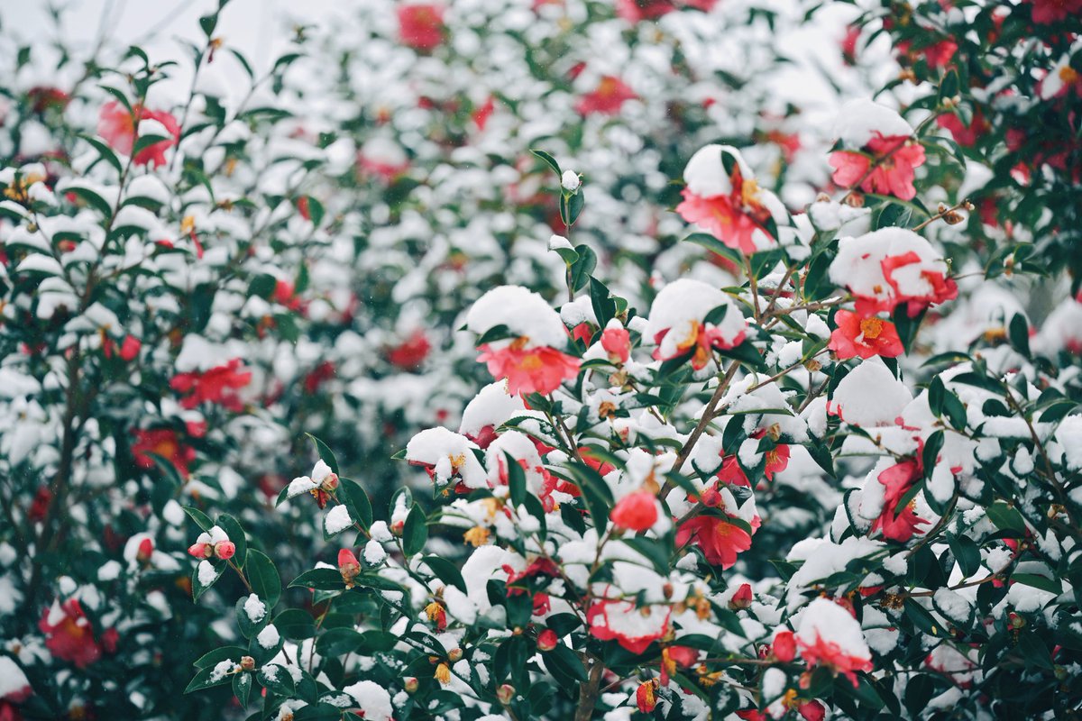 kuri_sss303's tweet image. 雪と花の時間