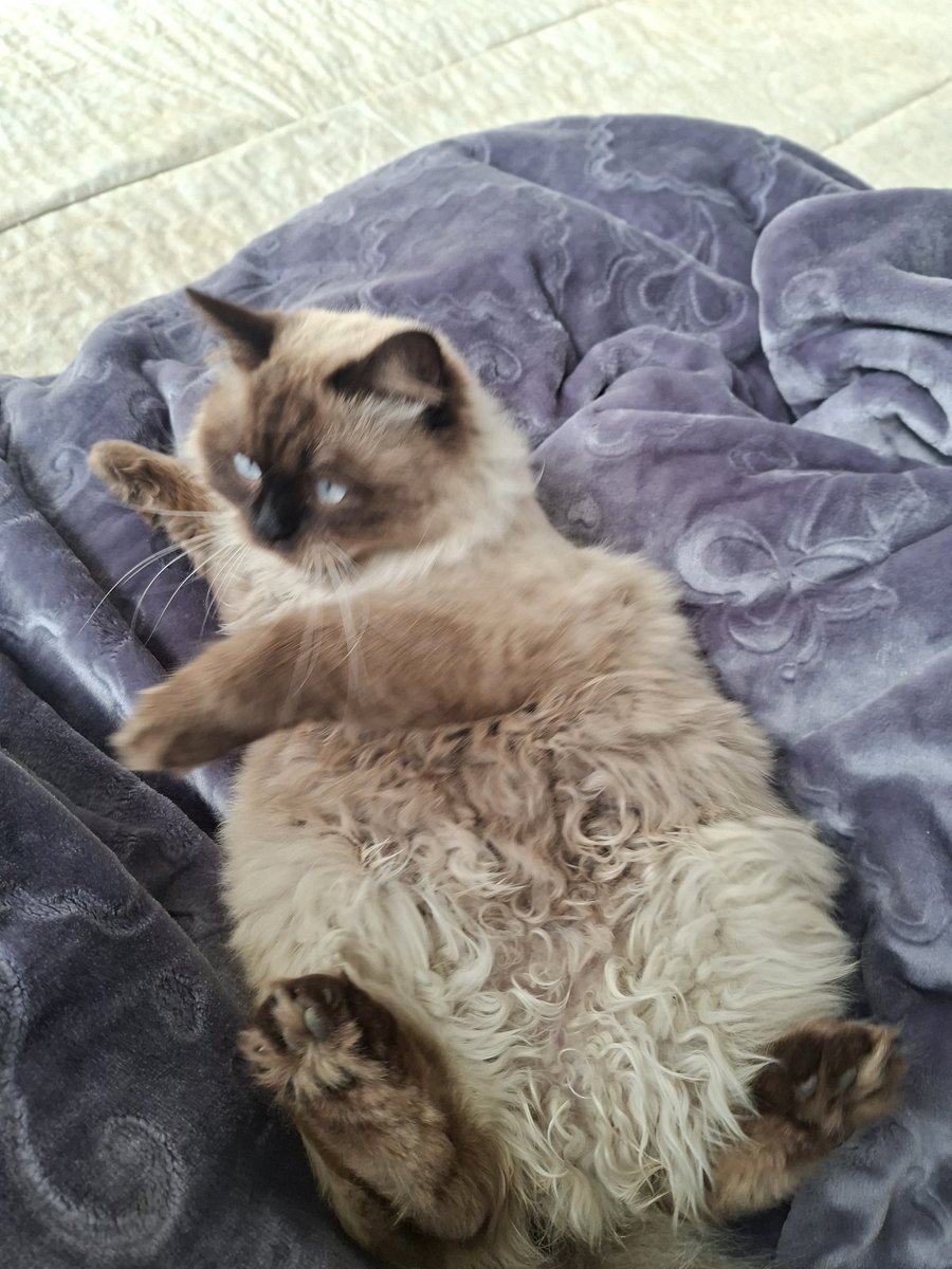 I'm so happy that Misho is now waking me up in the morning and wants to play with me 😭🤍