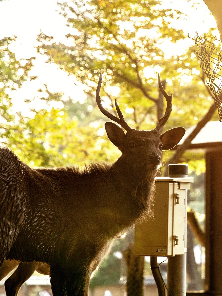 夕刻の光が  鹿の輪郭を  優しく縁取る。

(奈良公園)