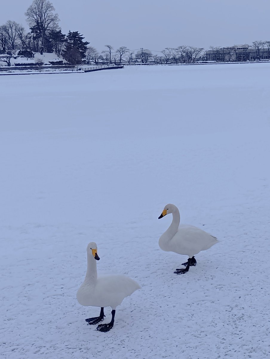 お疲れさまでした
❄️🦢❄️