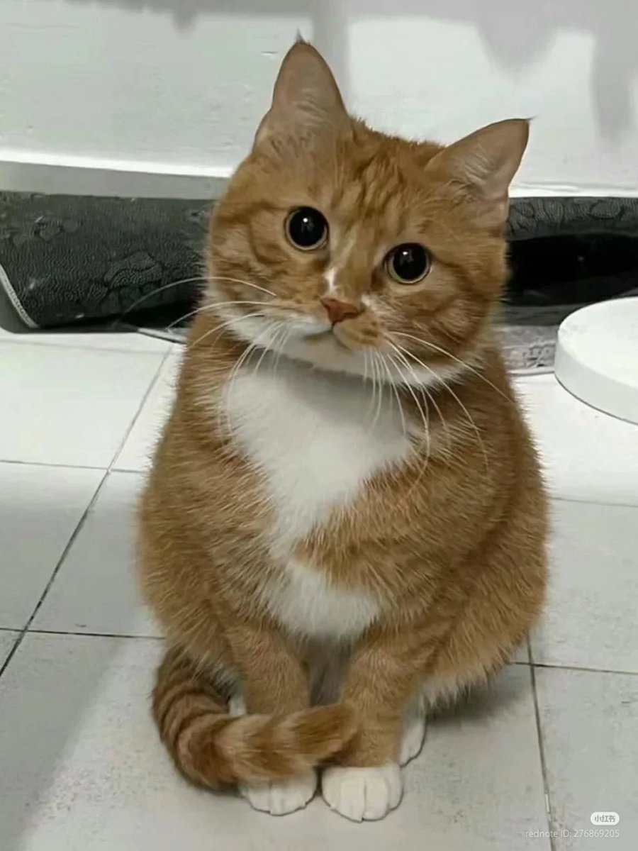 nocontextscats's tweet image. No thought head empty