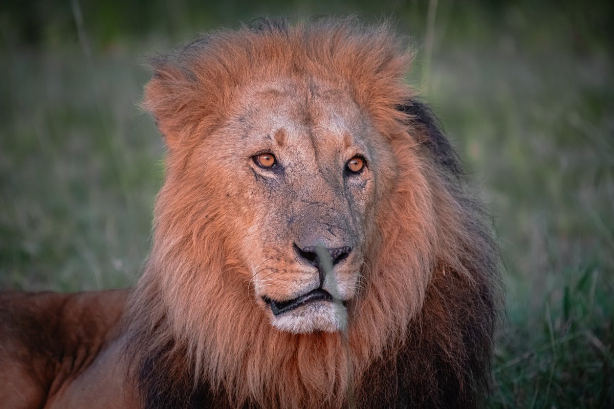 bownaankamal's tweet image. Osapuk – The cute boxer | Masai Mara | Kenya

Photo by @bownaankamal
.
. 
#africawildlife #masaimara #Salasboys #maralionproject #wildlifethroughlens