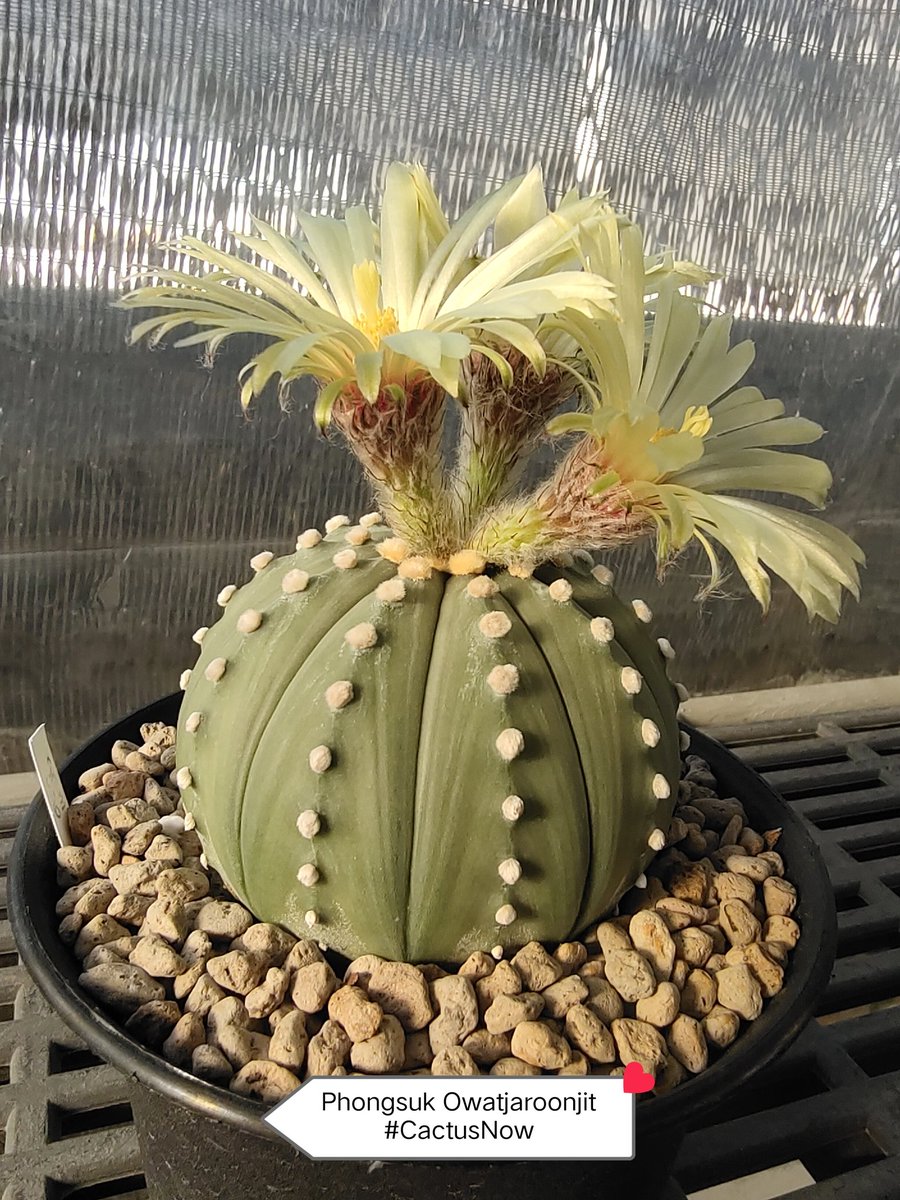 manow224's tweet photo. ยังไม่โรยก็ถ่ายวนไป 😅 (Astrophytum asterias)
#Cactus #CactusNow #Astrophytum https://t.co/ioXqCun2nW