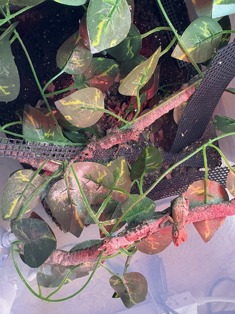 yuma爬虫類ケージ工房 (@hokakenoken) / Posts / X