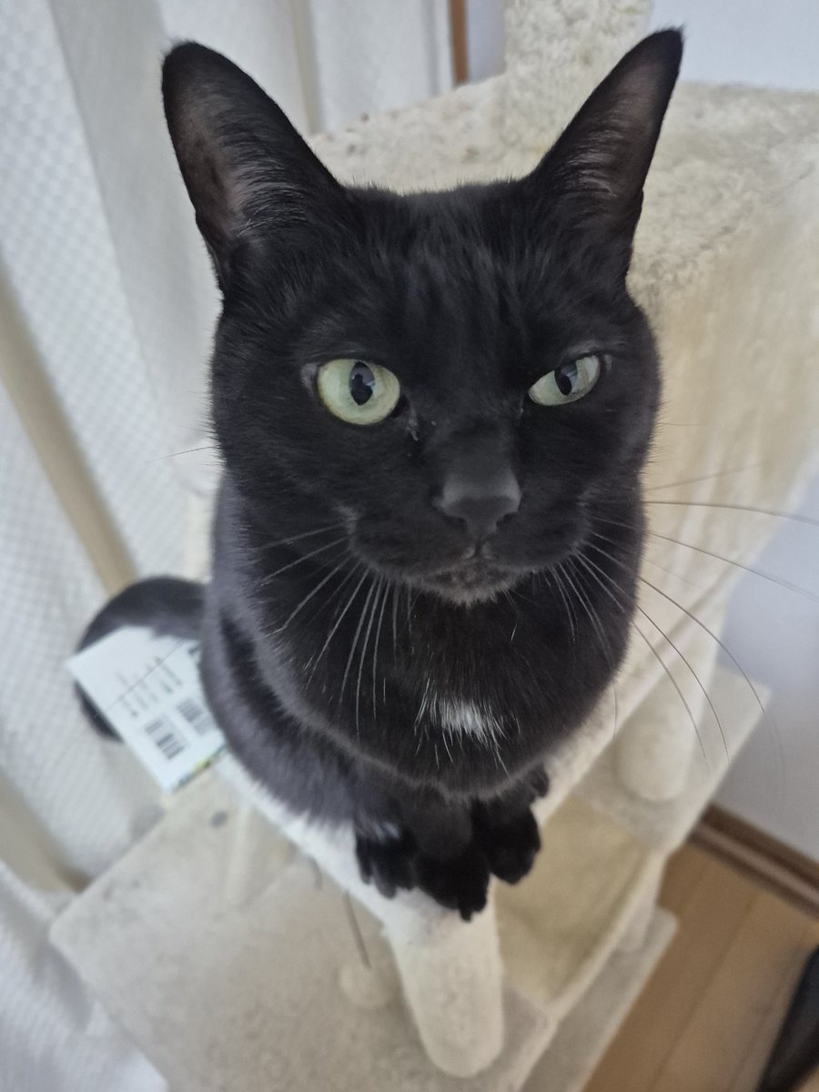 おやつが食べたい…… #黒猫 #BlackCat