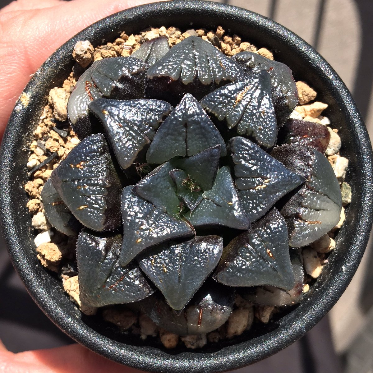 【オレのレオ】ハオルチア ハオルチア