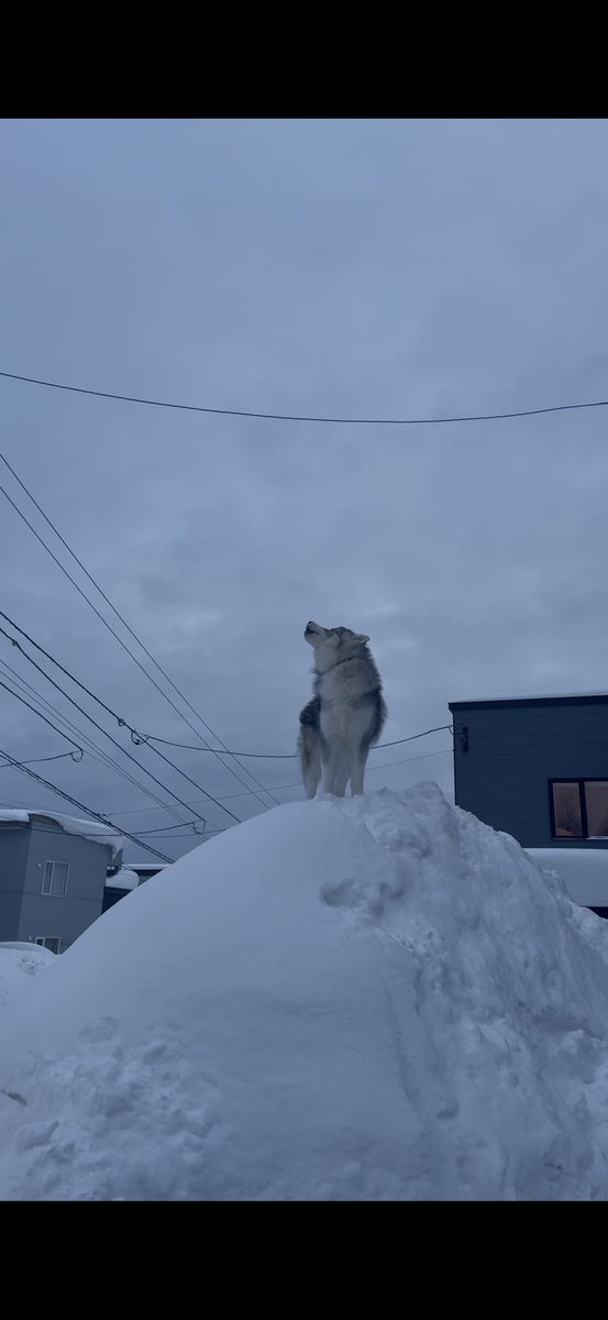 samrai銀牙② Galaxy Z Fold6 256GB シルバーシャドウ 国内版SIMフリー SM