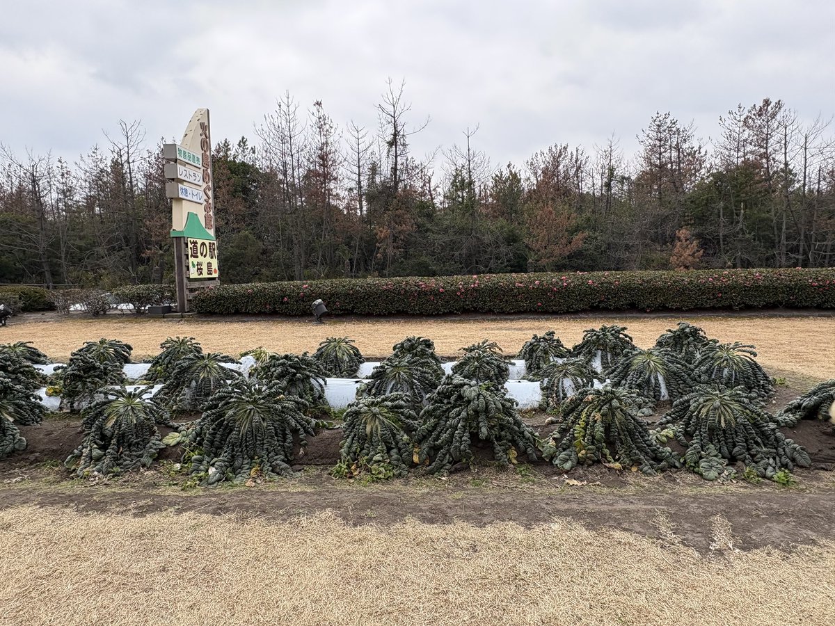 昨日から下見で鹿児島に来てます。
今日は仙巌園→桜島。
桜島大根の畑？を初めて見ました。葉っぱがモジャモジャ😳