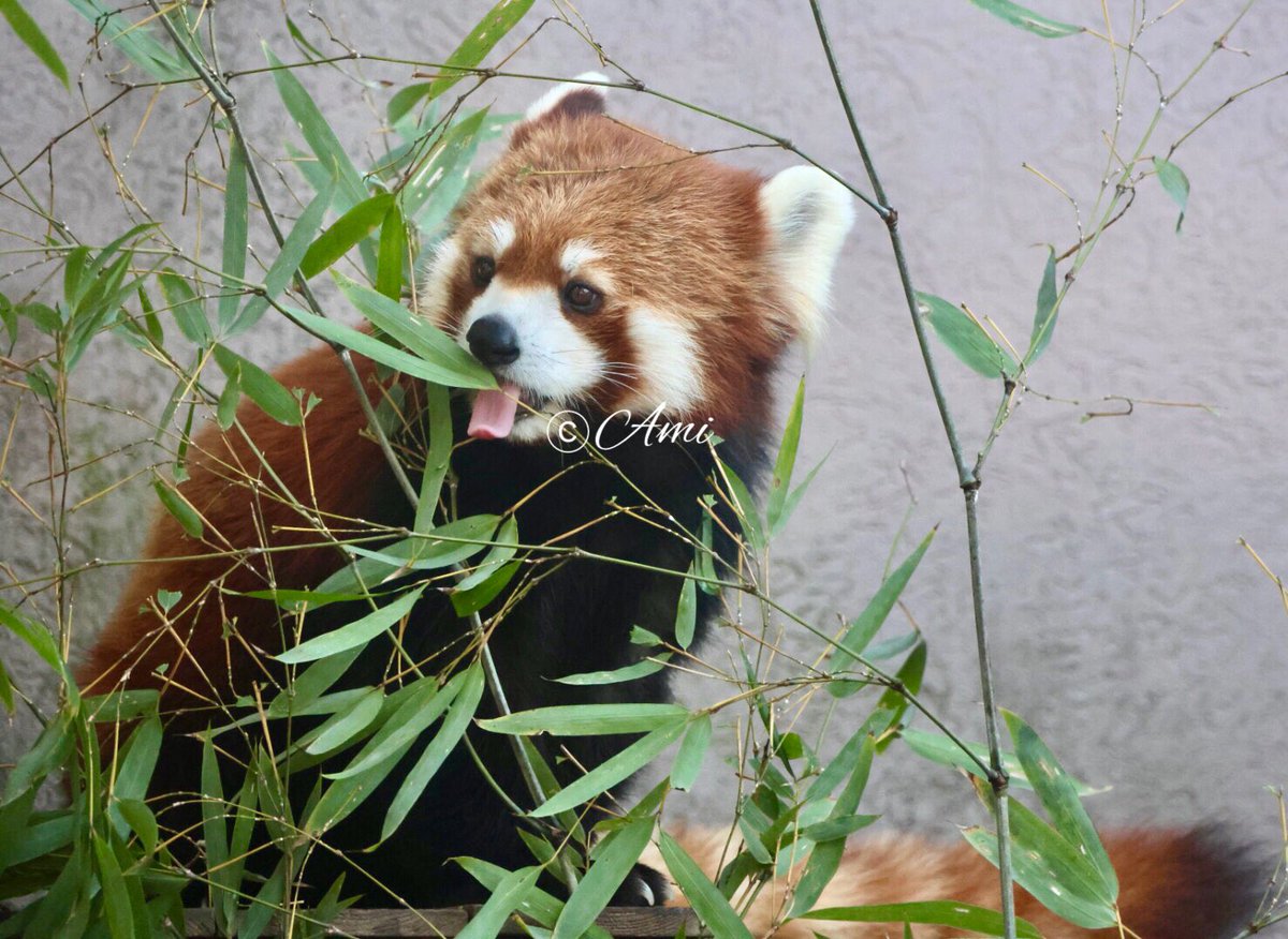 おいちーーーっ︎💕︎』（1/26） #徳山動物園 #周南市徳山動物園