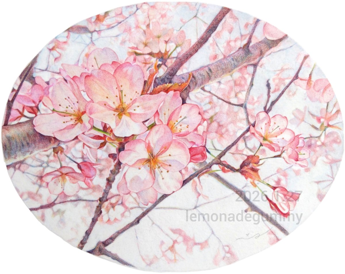 純粋な手描きのヨーロッパの厚い油の質感の抽象的な花 花曇』146×188mm 新作の油性色鉛筆画です🌸 薄曇りの空と桜を描きまし