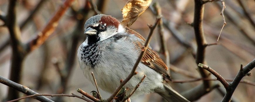 NatureTodayNL tweet media
