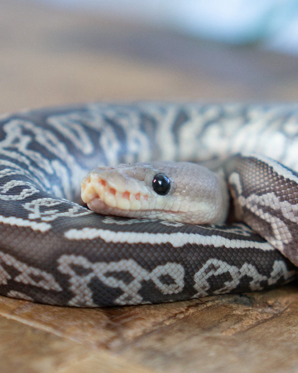 うわばみ】cocoro (@uwabami556) / Posts / X