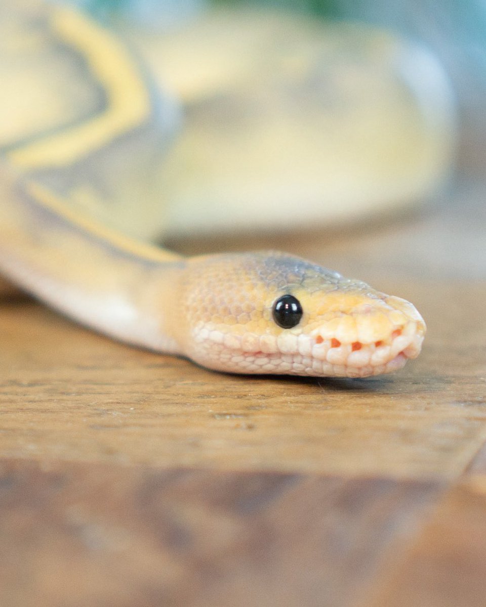 うわばみ】cocoro (@uwabami556) / Posts / X