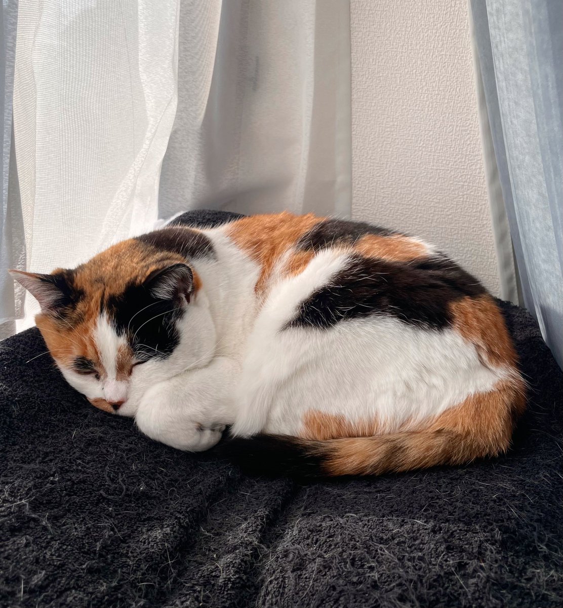 にゃんころもち Post by にゃんころもち on X: 🌰