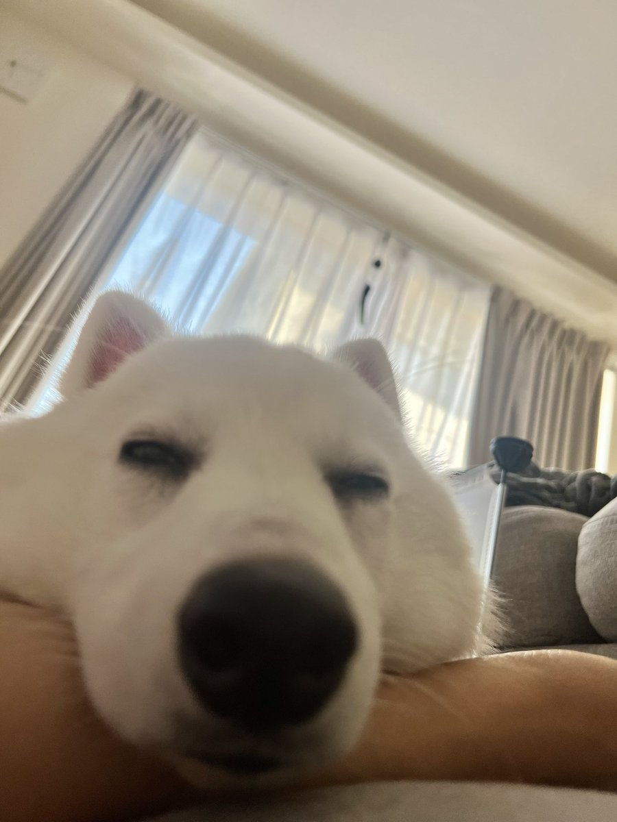 むちゃだよ🐻‍❄️ (@zknc_) / Posts / X