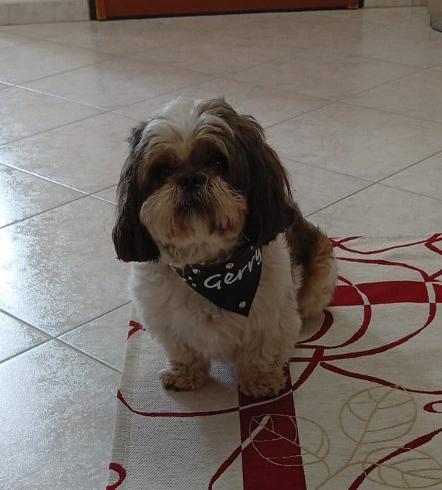 Le foto che mi invia mia madre mentre sono al lavoro: