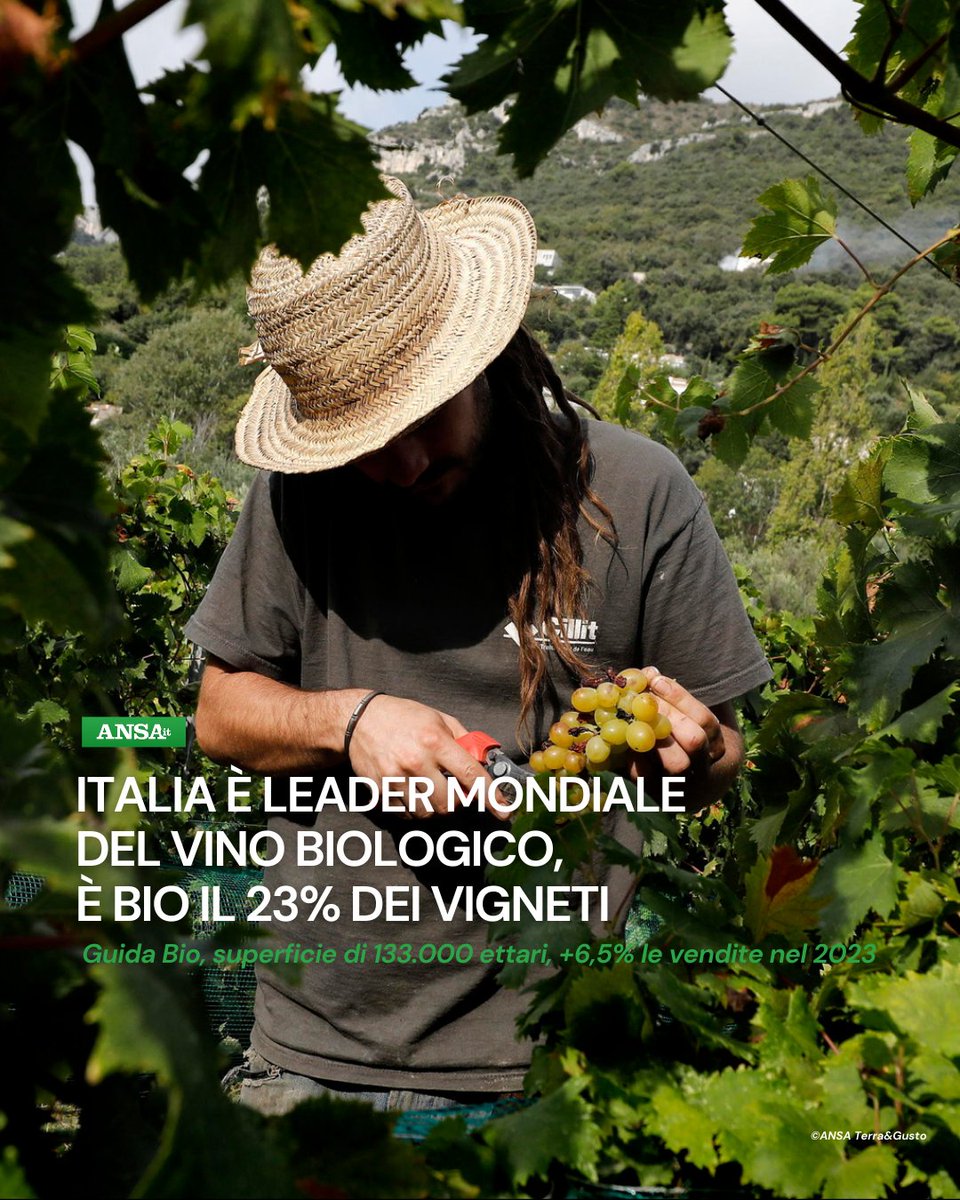 L'Italia, con 133.000 ettari di vigneti #biologici, 23% del vigneto nazionale, è leader mondiale di settore. Alla presentazione di Guida Bio - Selezione Vini 2026 è emersa anche una crescita delle vendite del +6,5% di #vino bio nel 2023.
#ANSATerraGusto
➡ bit.ly/4t2WFC1