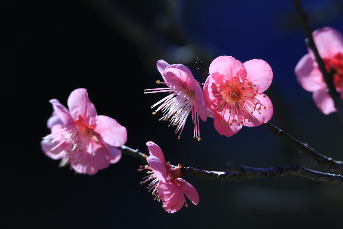 s.satoさん専用ページ♡ 佐藤（仮） (@sato_biyo) / Posts / X