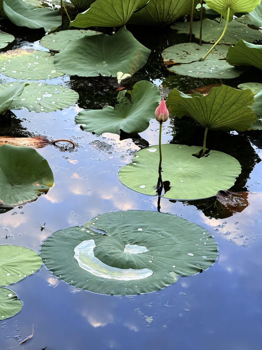 rish990's tweet image. 四点起床看了西湖的日出🌅