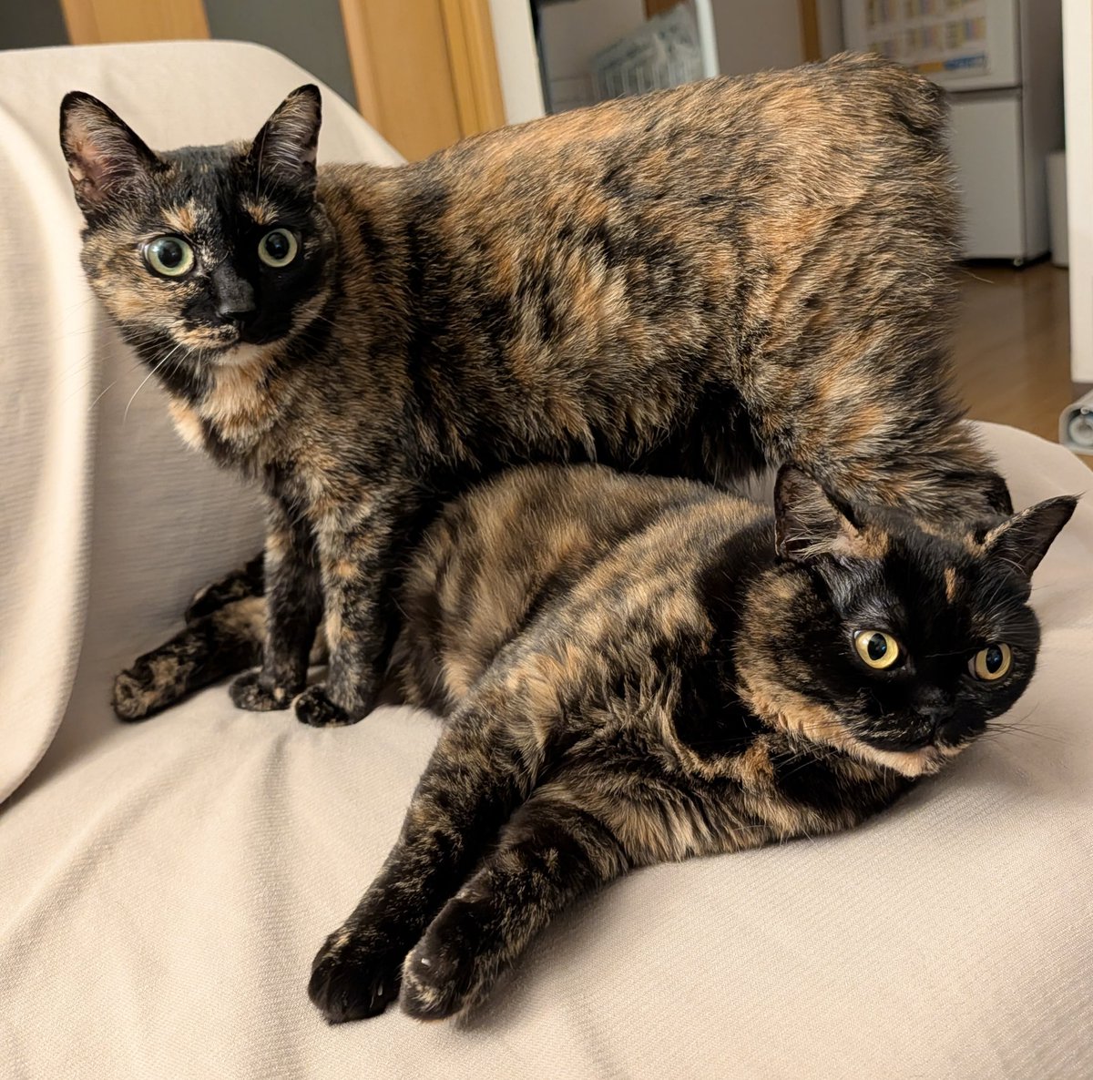 さびニャンズ (@sabinekonyans) / Posts / X