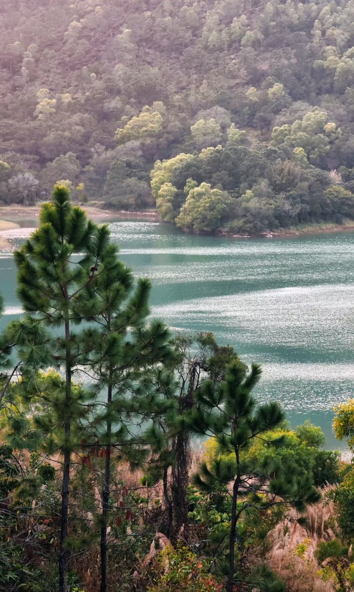 Semahattin Berber tweet media