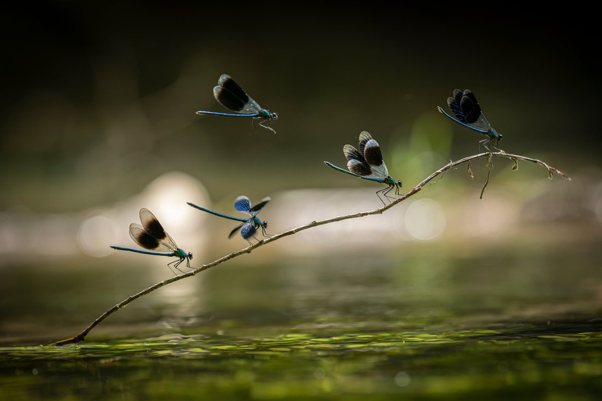 Image de Préfet de région Grand Est du Bas-Rhin - #Biodiversité 🌿💧 | Le Bas-Rhin, terre d’eau et de vie ! 
 
On les appelle marais, rieds ou tourbiè