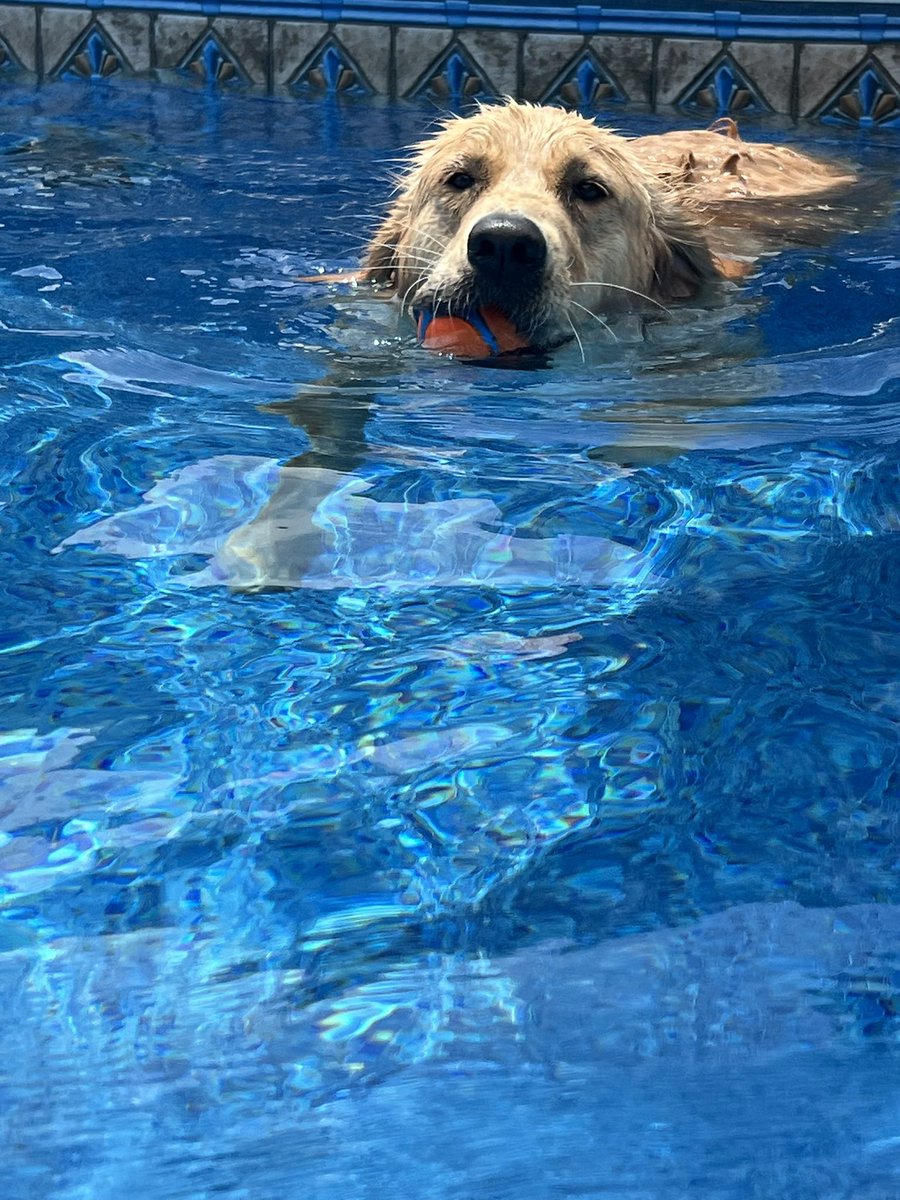 ben_jill's tweet photo. Brought this girl home 3 years ago. Best decision ever. We love you Felicia. ♥️🐾 https://t.co/wmEFiOYRbu