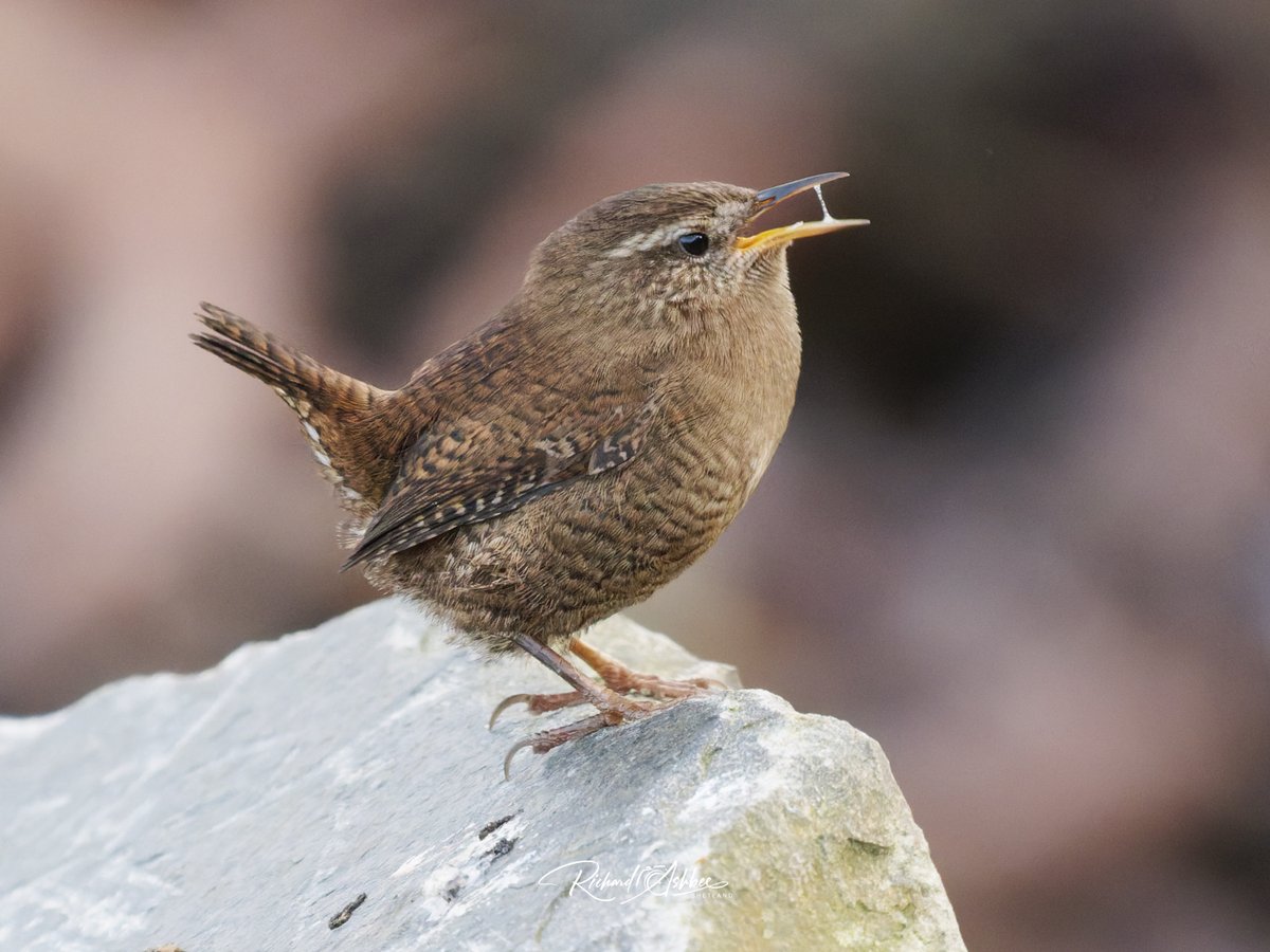 ashbee_richard's tweet photo. Shetland Wren https://t.co/4XXq4owjXQ