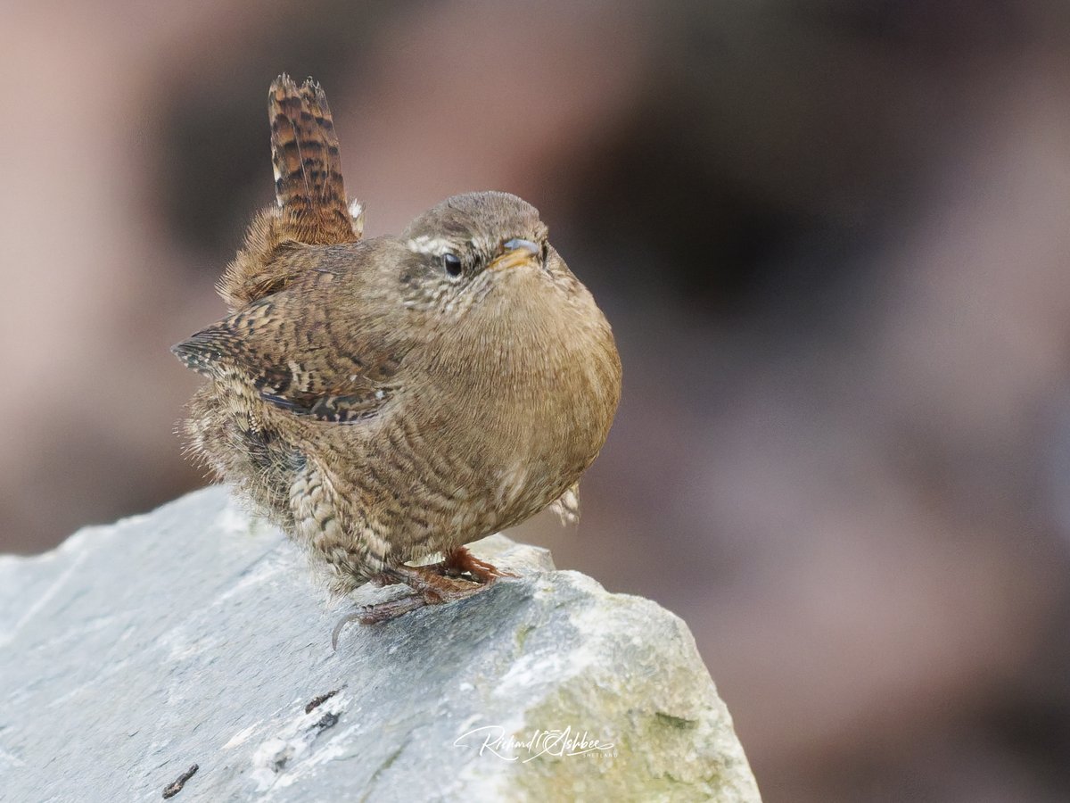 ashbee_richard's tweet photo. Shetland Wren https://t.co/4XXq4owjXQ