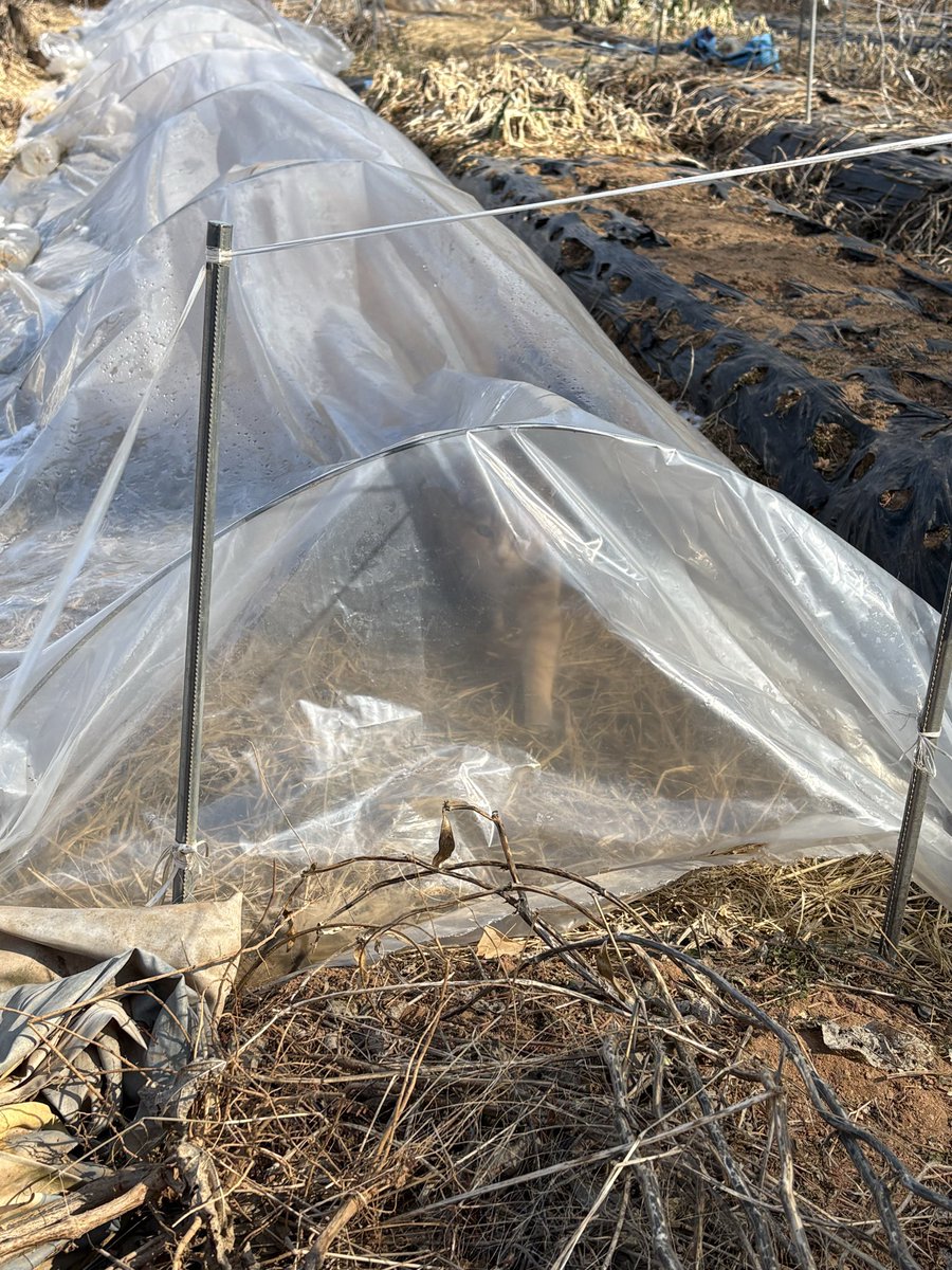 추우니 바람은 피해야지
햇빛은 필요하지,, 새끼들 넷 데리고 텃밭에 씌워둔 비닐에 들어간 어미 똑똑해서 대견하고 안쓰럽고