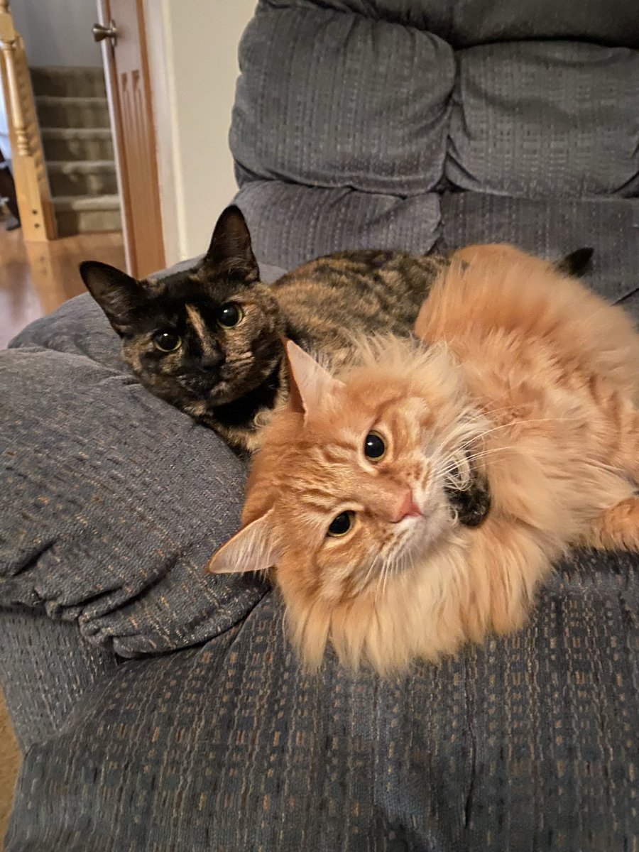 clayskaja's tweet photo. @LeeandLie Icarus and Meadow. ❤️ https://t.co/p8cWiRXymu