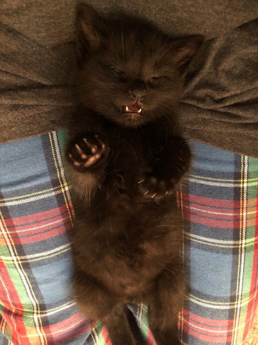 Black cats are not bad luck (@visualscat) on Twitter photo 