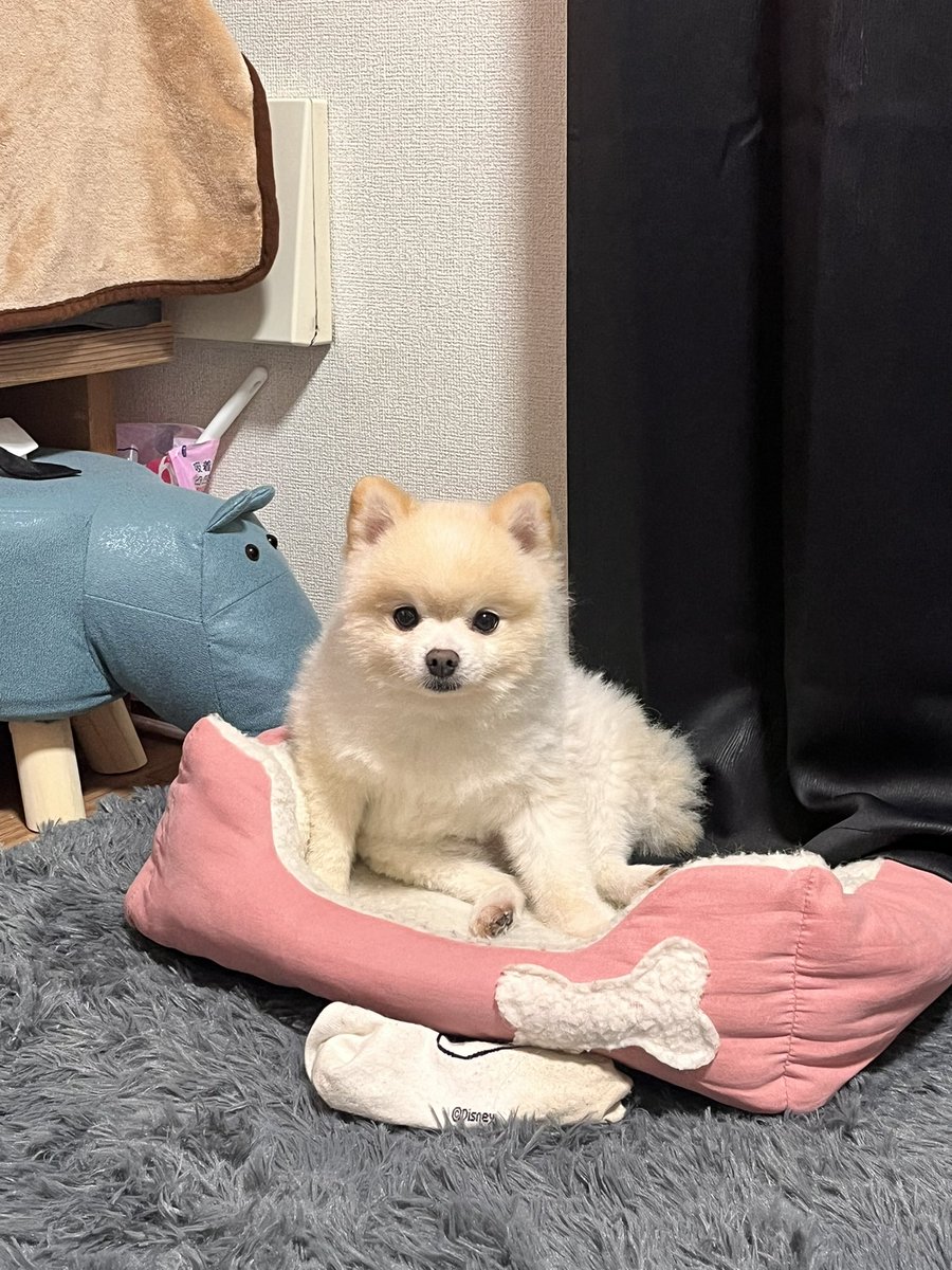 ぽんすけ大先生 (@yuyuyuyumee) / Posts / X