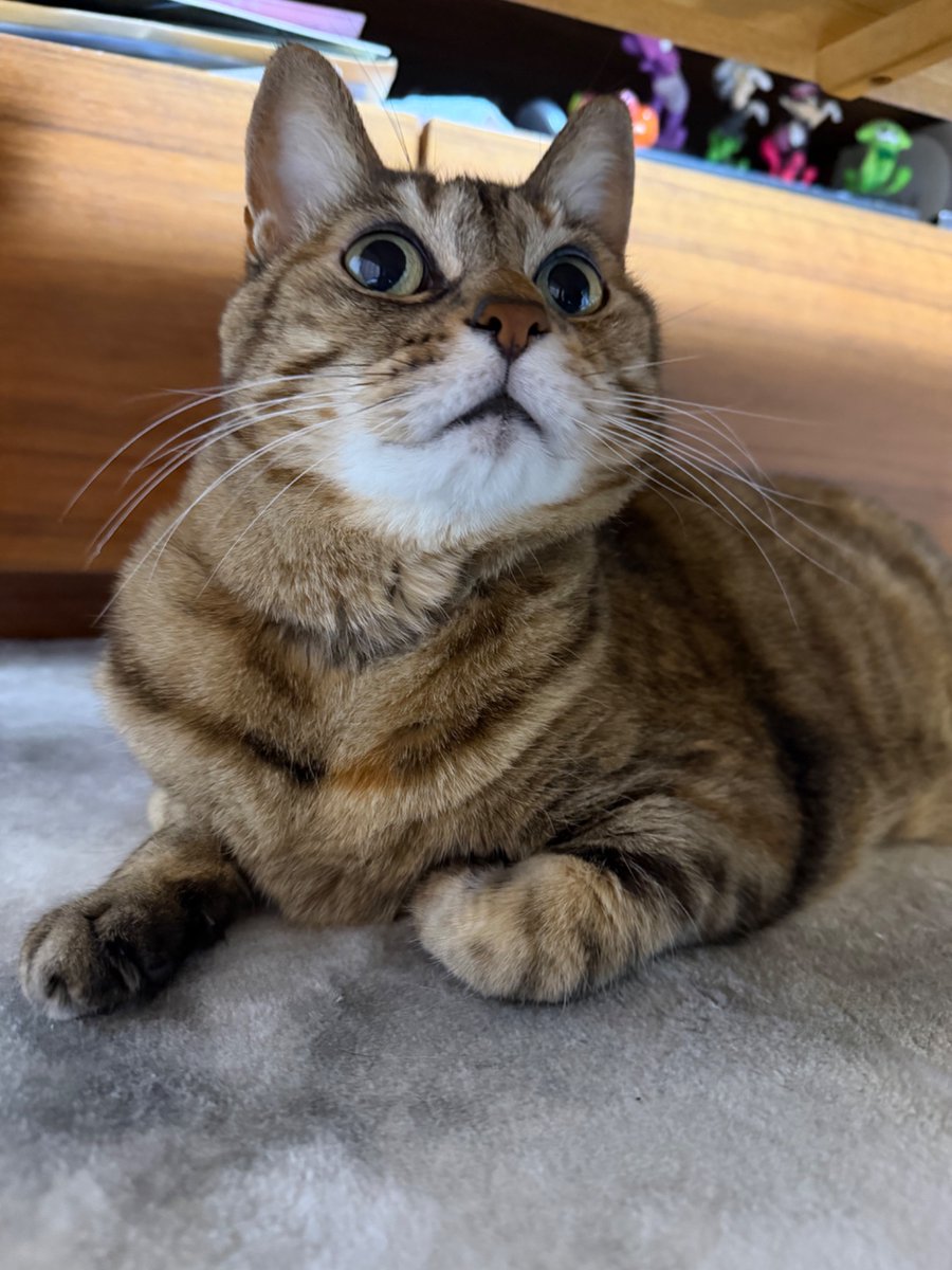 テーブル下はクーの場所〜🐾