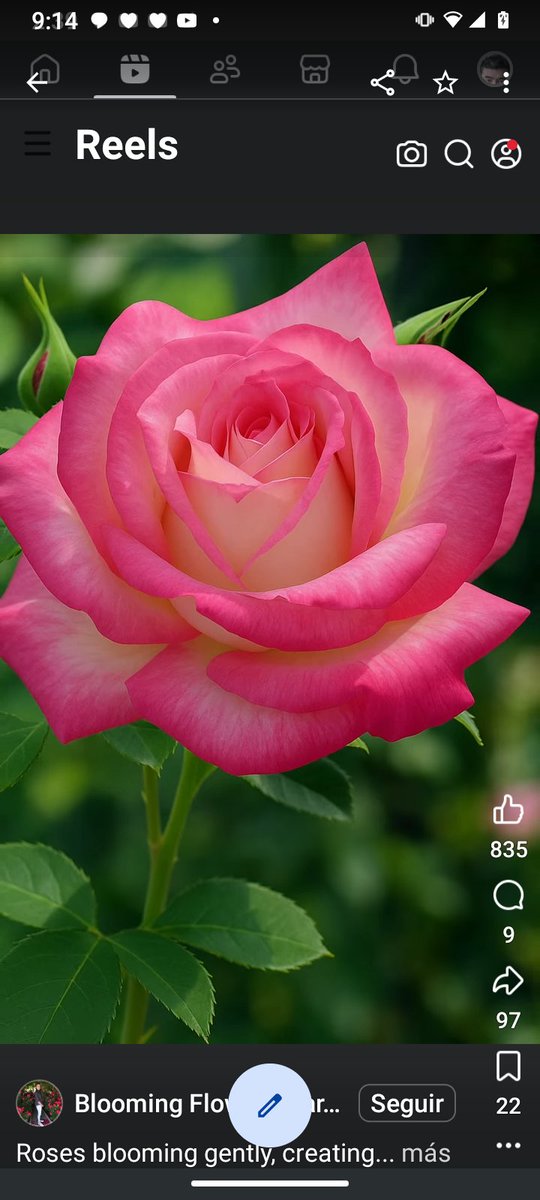 Queridos amigos, tengan ustedes un feliz y bendecido día, traje este rosal hermoso y de un color penetrante para ustedes, el día está muy caluroso sigue la ola de calor, a cuidarse mucho, les envío un abrazo y quiero mucho! ❤️