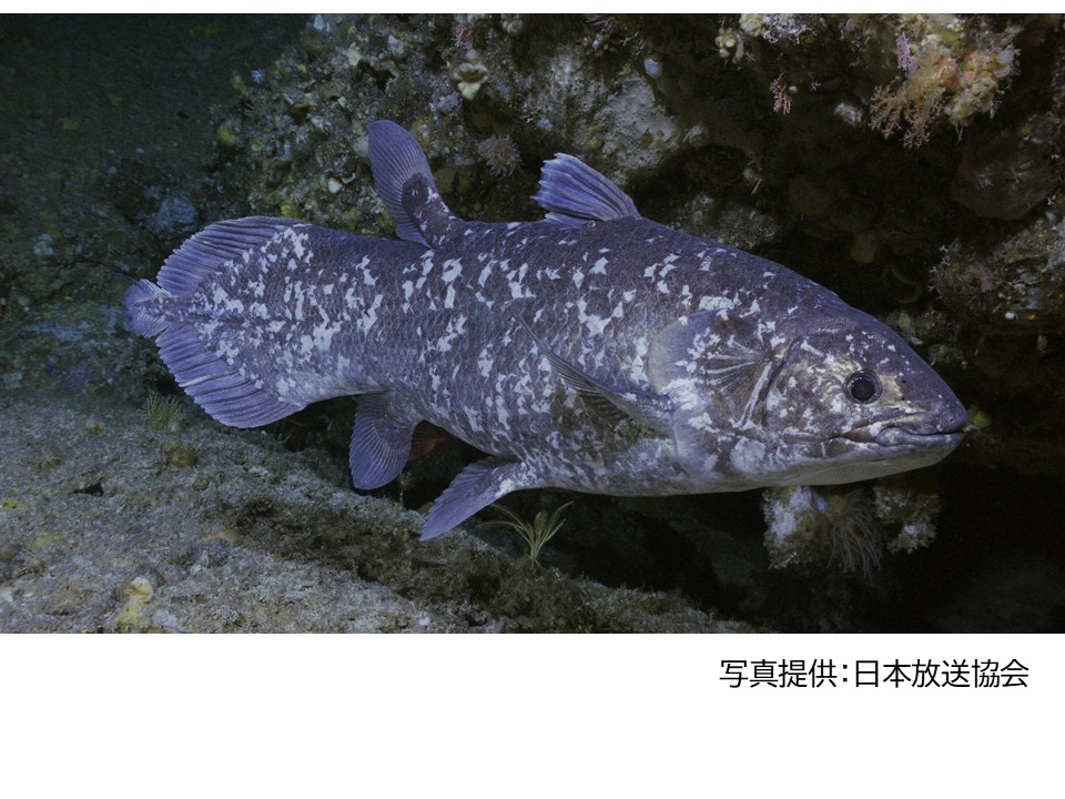 2/6(金)17:45上映会開催🎬企画展関連イベント「4億年を生き抜いた魚  シーラカンスと進化のフシギ『NHKスペシャル ディープオーシャン 幻のシーラカンス王国』」
深い海の底でいまも生きている「生きている化石」シーラカンス🐟ふだん見ることのできないその姿と生態に迫ります🔍予約不要、実験室にて