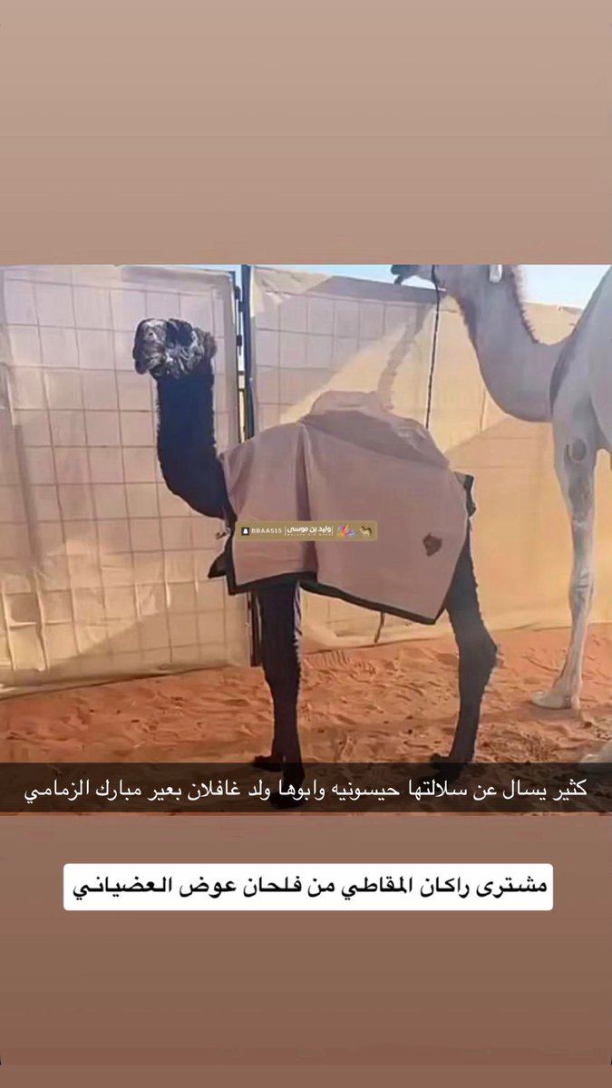 وليد بن موسى💥 tweet media