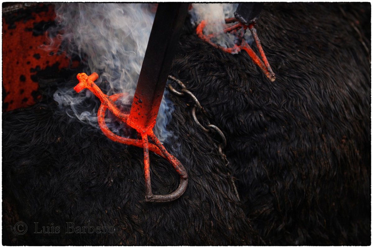 La huella del hierro de Rafael Alarcón share.google/OmeDkoRUlrLNob…
#Tauromaquia 
#Toros 
#FiedtaBrava