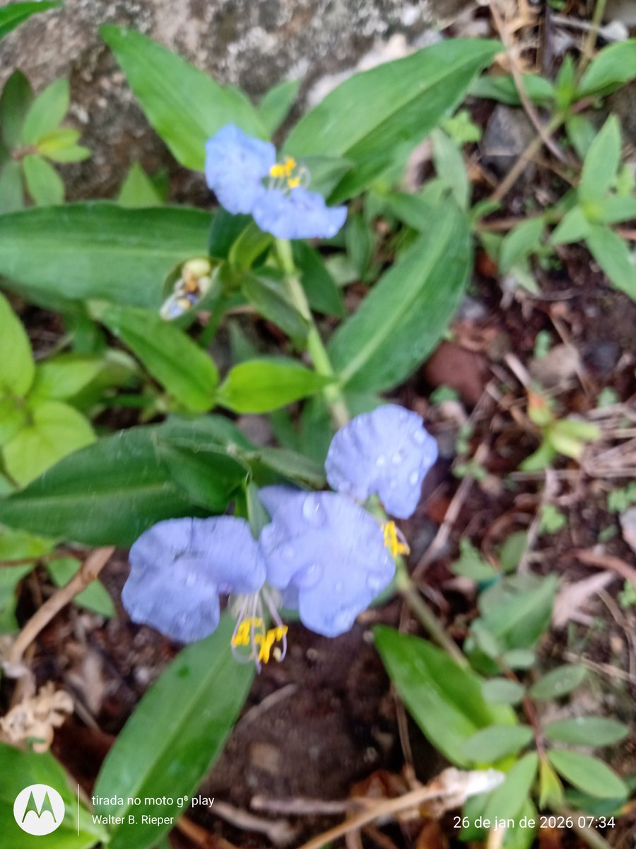 Bom e abençoado dia a todos