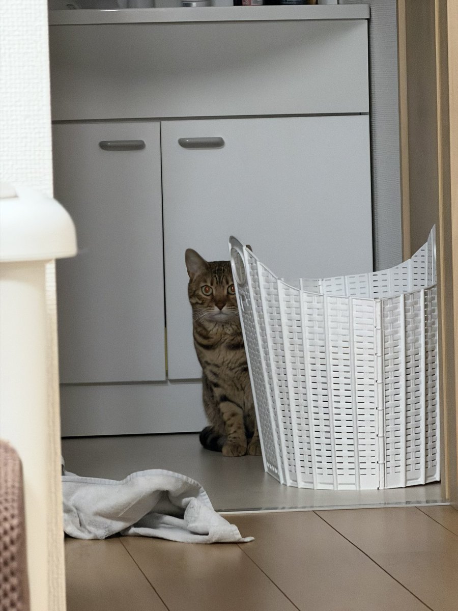 脱衣所開けるとすぐ浴室で遊ぼうとしてジッと見てくるんだ。かわいいやつめ
#ねこかわいいね