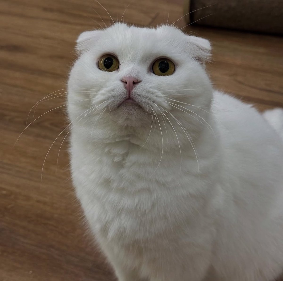 kimdoaeng's tweet image. #입양홍보 순대는 4년 전 고양이호텔에 맡겨진 뒤 아무도 데리러 오지 않아서, 가족과 지낸 날보다 호텔에서 지낸 날이 많게 되었어요 7살 스코티쉬폴드 여아인데 입양하실 분 계실까요?🥺 건강검진/스케일링/중성화 되어 있어요 완전 개냥이래요 백순대랑 가족 하실 분 연락 주세요🤍🩵