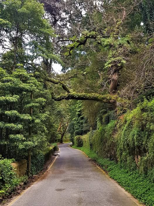 alentejo_1970's tweet image. Todo o verde que envolve #Sintra é maravilhoso! 🌲
