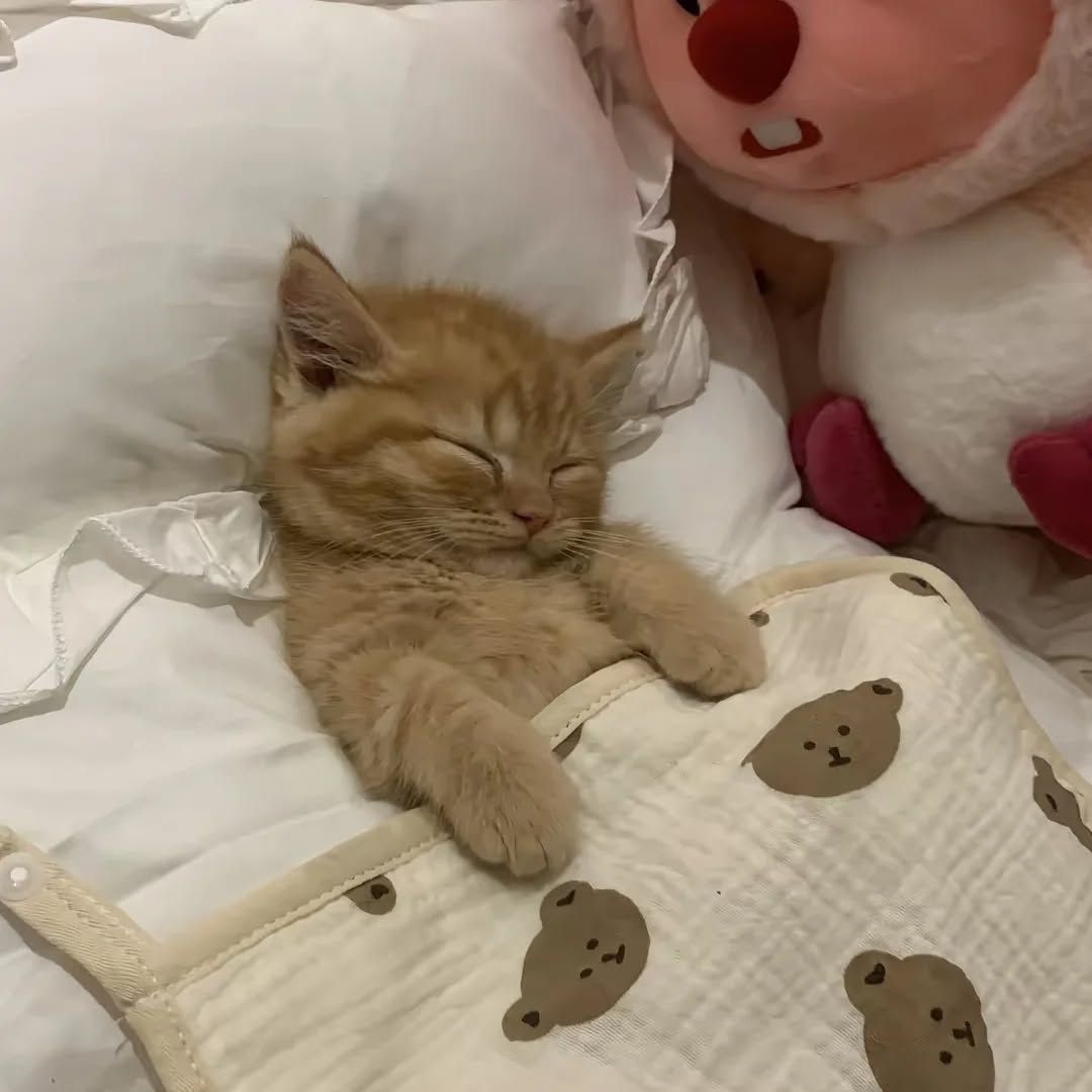 cutest cats (@cutestscats) on Twitter photo 