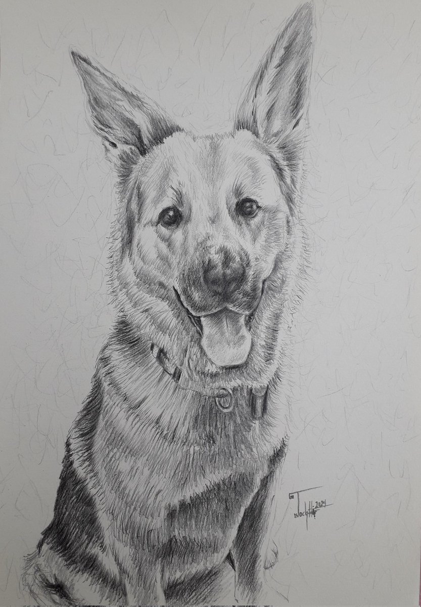 Canino
Dibujo a lápiz
2024
#tochtlimartinezarte 
#colorpencilart
#dibujoalápiz #arte #dibujo #artefigurativo  #canino #perro