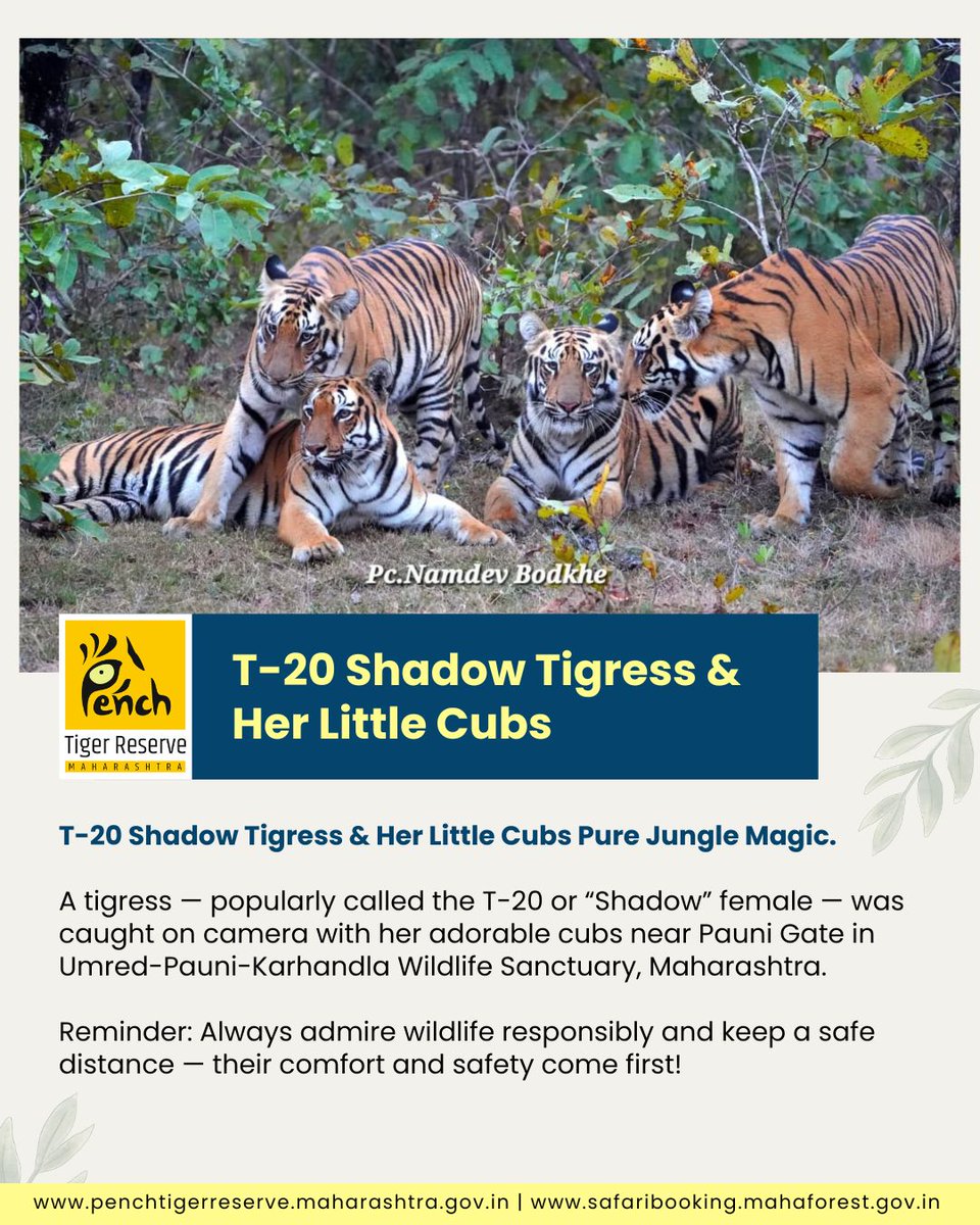 MahaPenchTiger's tweet photo. T-20 Shadow Tigress &amp; her little cubs — pure jungle magic
A tigress popularly called the T-20 or Shadow female — was caught on camera with her adorable cubs near Pauni Gate in Umred-Pauni-Karhandla Wildlife Sanctuary, Maharashtra. #ShadowTigress #UPKWildlife #penchtigerreserve🐅 https://t.co/oALAuT9NH3