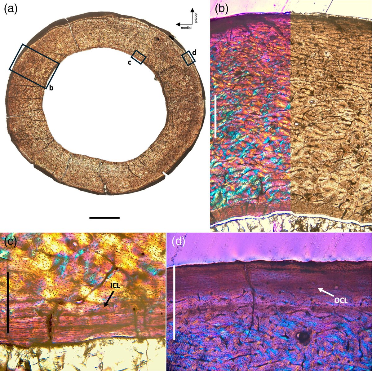 The Anatomical Record tweet media